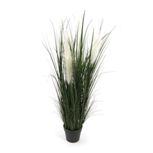 Load image into Gallery viewer, Ornamental Pampas Grass 80 cm ( 1 pack )
